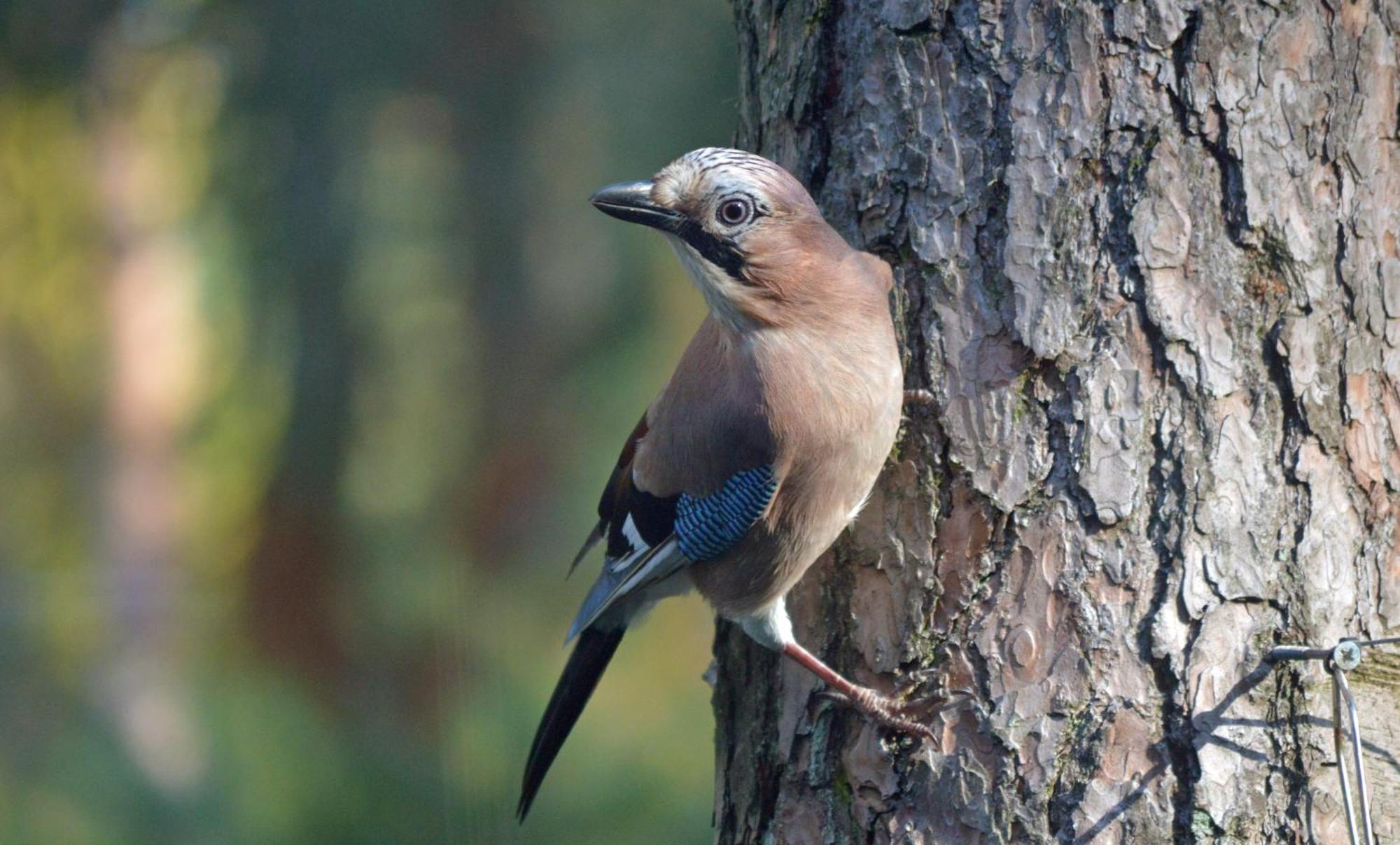 Boshuis Turquoise / Smaakvol Genieten Op De Veluwe Hoenderloo Eksteriør billede
