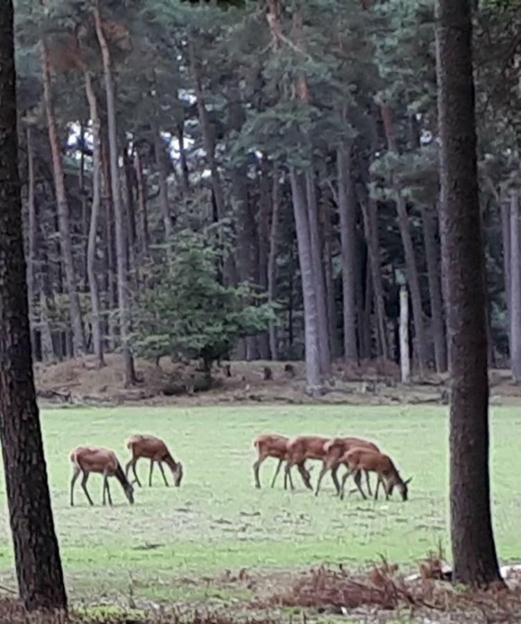 Boshuis Turquoise / Smaakvol Genieten Op De Veluwe Hoenderloo Eksteriør billede