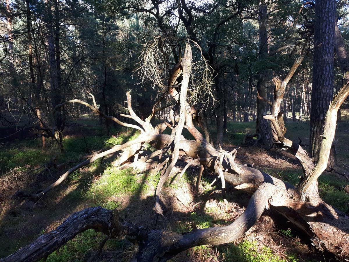 Boshuis Turquoise / Smaakvol Genieten Op De Veluwe Hoenderloo Eksteriør billede